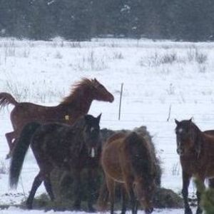 Meet your Posher, Beverly